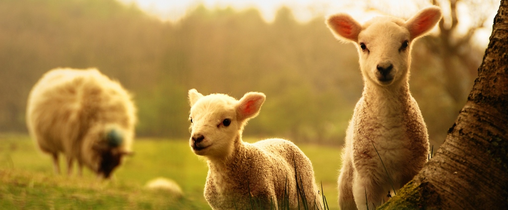 Объявления о сельскохозяйственных животных | ЗооТом - продажа, вязка и услуги для животных в Отрадном
