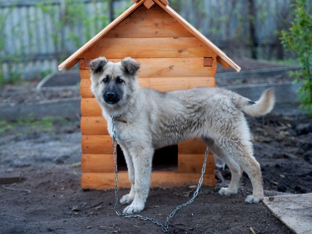 Все о собаках в Отрадном Все о собаках в Отрадном